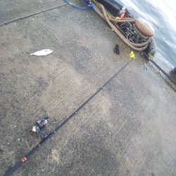 小雨のち豆アジのちツバス