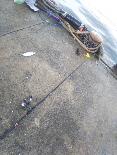 小雨のち豆アジのちツバス