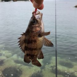 気仙沼大島にて