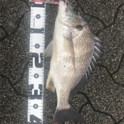 夜勤明けシーバスGET!と思いきや