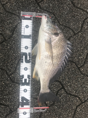 夜勤明けシーバスGET!と思いきや