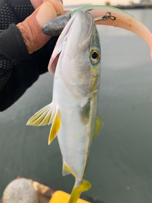 シーバス放浪も