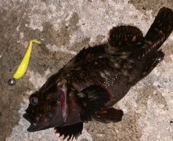 ６０分一本勝負！