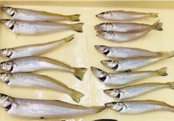 まだまだ釣れ続ける！！