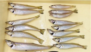 まだまだ釣れ続ける！！