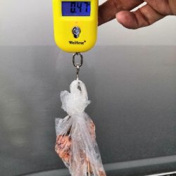 タコシーズン開幕