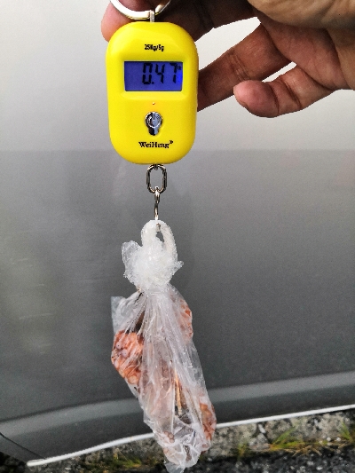 タコシーズン開幕