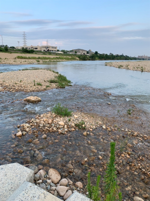 夕方ナマズゲーム