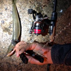 アジング アジング 楽しいなー。