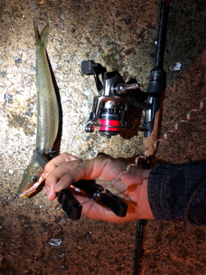 アジング アジング 楽しいなー。