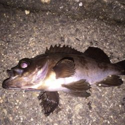 雨の合間にメバリング