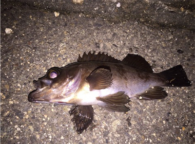 雨の合間にメバリング