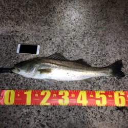 たくさん釣れました