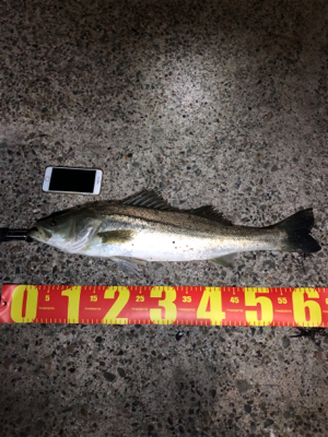 たくさん釣れました