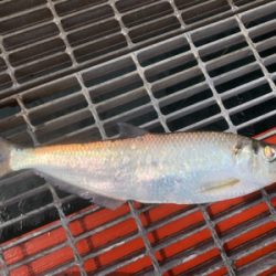 イワシの泳がせ