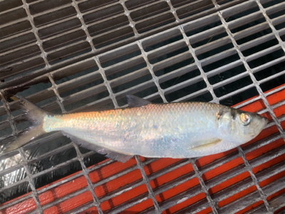 イワシの泳がせ