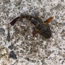 小メバルとガシラ