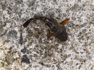 小メバルとガシラ