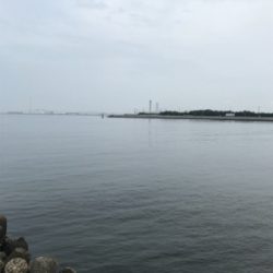 G20 ツバスはいない、アジも単独。