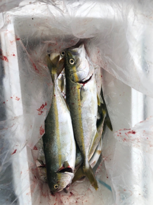 スーパーライトショアジギング