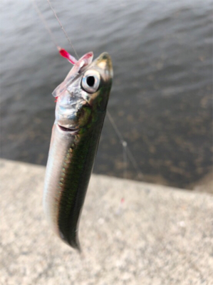 梅雨の中休み？