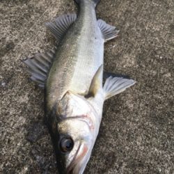 エビ撒き 活性が高い