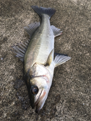 エビ撒き 活性が高い