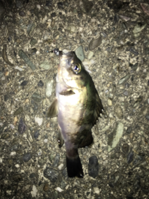 梅雨メバリング