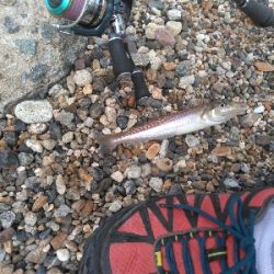 次の日もサッパリ