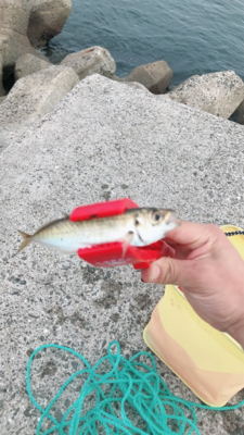 夜勤上がりにアジング