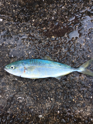 G20の為、仕事が休みになったので