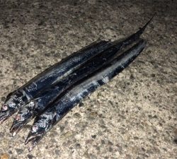 タチウオ釣行①