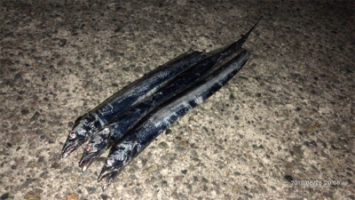 タチウオ釣行①