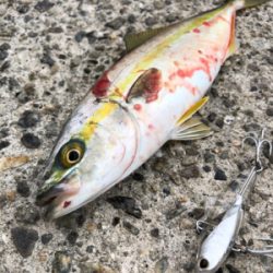 本命ではないものの嬉しい魚さん！！