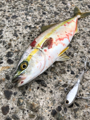 本命ではないものの嬉しい魚さん！！