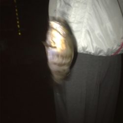 雨には勝てないアジング