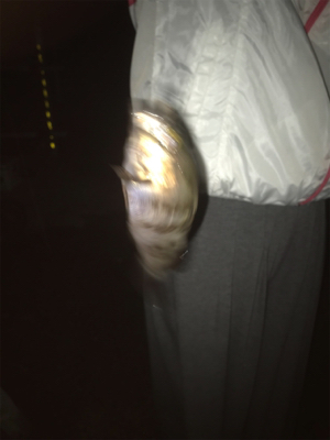 雨には勝てないアジング