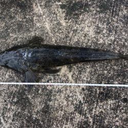 投げ釣りでスペシャルゲスト！！！