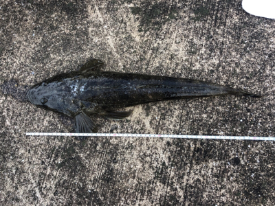 投げ釣りでスペシャルゲスト！！！