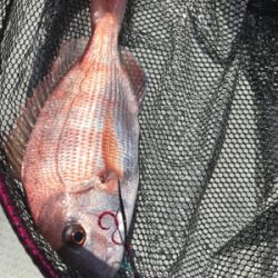 お食い初め釣行