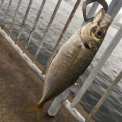 小アジの泳がせでツバス