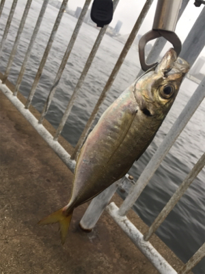 小アジの泳がせでツバス
