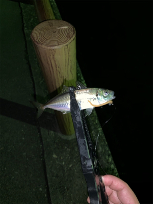 雨合間にアジング