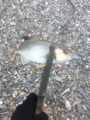 サーフでショアジギ&ちょい投げ