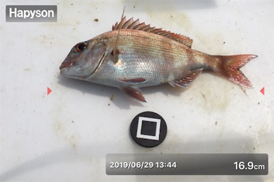 梅雨の晴れ間に投げ釣り