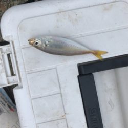 アジ釣り