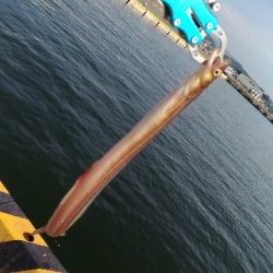 6/1釣果アナゴガシラ豆アジエソ小サバアカエイキス