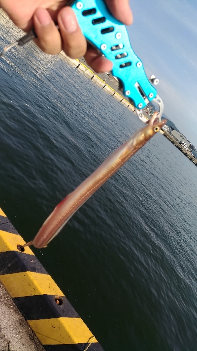 6/1釣果アナゴガシラ豆アジエソ小サバアカエイキス