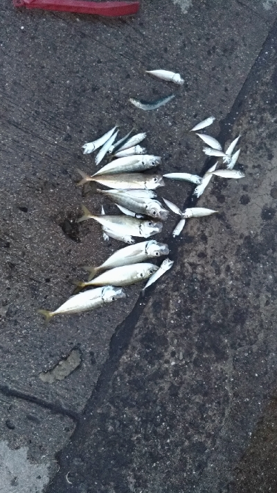 6/8釣果アジ大漁キスエソアカエイ