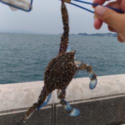 6/23釣果チヌツバス豆アジ小サバなぜかカニ